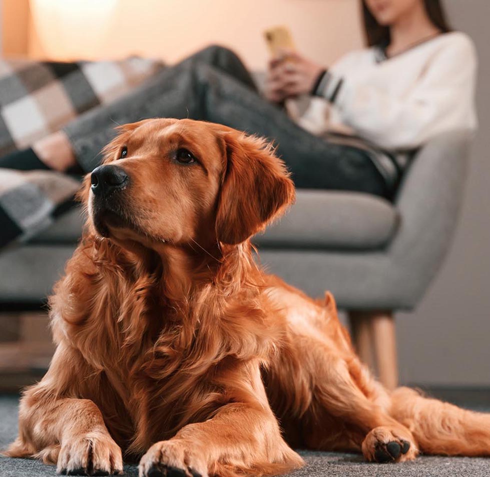 Golden retriever dog